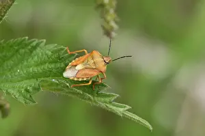 Carpocoris: Black-shouldered Shield Bug (Carpocoris purpureipennis)
