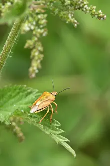 Carpocoris: Black-shouldered Shield Bug (Carpocoris purpureipennis)