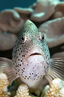 Hawkfish: Black-sided / Blackside / Freckeled Hawkfish