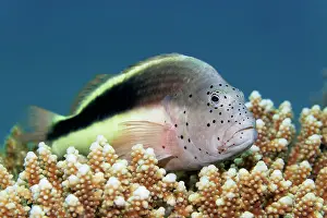 Hawkfish: Black-sided hawkfish (Paracirrhite forsteri), Great