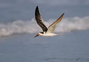 Skimmers: Black Skimmer
