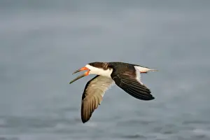 Skimmers: Black Skimmer
