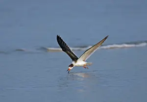 Skimmers: Black Skimmer
