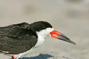 Skimmers: Black Skimmer