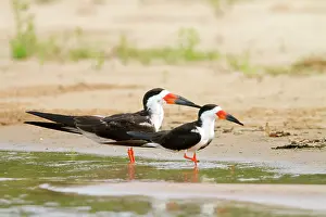 Skimmers: Black Skimmer