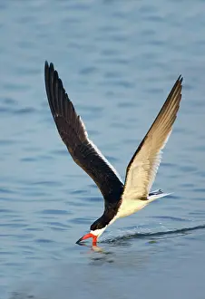 Skimmers: Black Skimmer