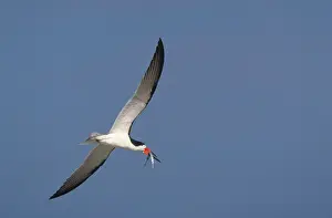 Skimmers: Black Skimmer