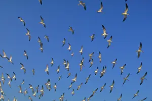 Skimmers: Black Skimmer