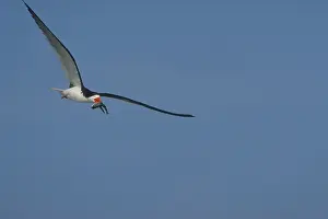 Skimmers: Black Skimmer