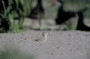 Skimmers: Black Skimmer