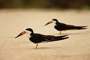 Sunning: Black Skimmer