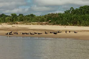 Rynchops: Black Skimmer - on beach