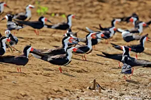 Skimmers: Black Skimmer birds in flight Amazon river basin