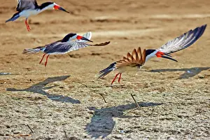 Skimmers: Black Skimmer birds in flight Amazon river basin