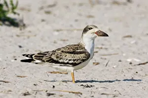 Skimmers: Black Skimmer - chick / fledgling