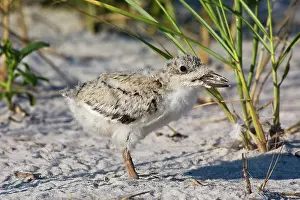 Skimmers: Black Skimmer - chick in Long Island