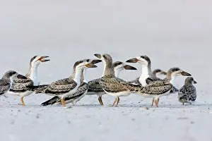Skimmers: Black Skimmer - chicks venturing outside of Long