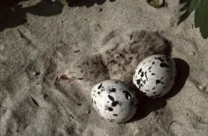 Rynchops: Black Skimmer Eggs Hatching