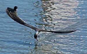 Niger: Black Skimmer - feeding in flight - late winter