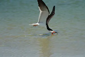 Skimmers: Black skimmer fishing