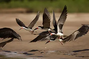 Rynchops: Black Skimmer - in flight