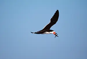 Skimmers: Black Skimmer - in flight