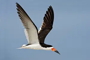 Skimmers: Black Skimmer - in flight