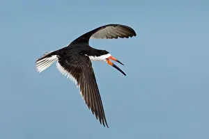 Skimmers: Black Skimmer - in flight