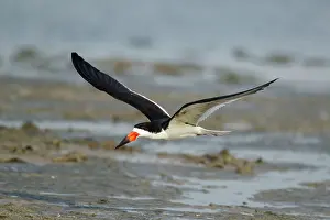 Rynchops: Black Skimmer - in flight