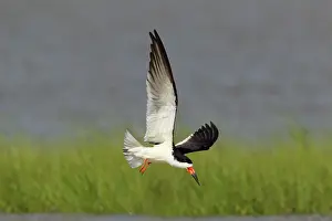 Rynchops: Black Skimmer - in flight