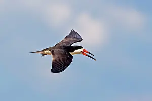 Skimmers: Black Skimmer in flight Amazon river basin Manaus