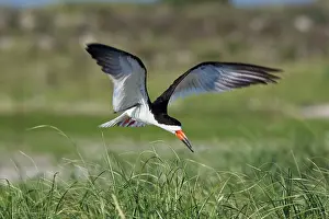 Skimmers: Black Skimmer - in flight in Long Island