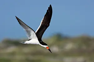 Black Skimmer - in flight in Long Island