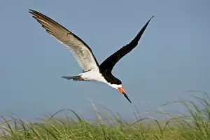 Skimmers: Black Skimmer - in flight in Long Island