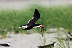Skimmers: Black Skimmer - in flight with needlefish in Long Island