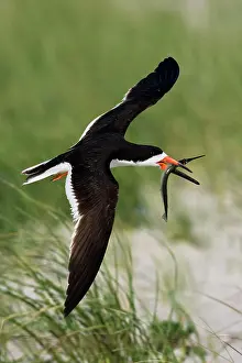 Skimmers: Black Skimmer - in flight with needlefish in Long Island