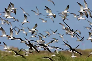 Skimmers: Black Skimmer - flock in flight