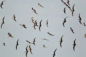 Rynchops: Black Skimmer - flock in flight