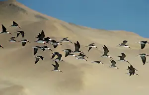Rynchops: Black Skimmer - flock in flight above the sand