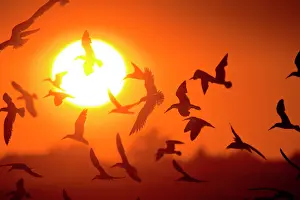 Skimmers: Black Skimmer - flock in flight at sunset