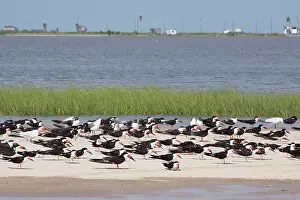 Sandbar: Black Skimmer - flock resting on sandbar at high tide