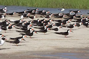 Sandbar: Black Skimmer - flock resting on sandbar at high tide