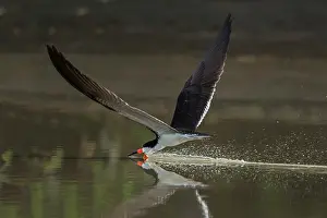 Skimmers: Black Skimmer, flying, Los Llanos, Colombia