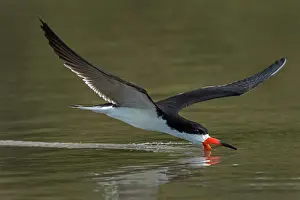 Skimmers: Black Skimmer, flying, Los Llanos, Colombia