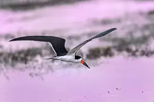 Skimmers: Black Skimmer, flying, Los Llanos, Colombia