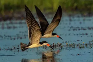 Skimmers: Black Skimmer, flying, Los Llanos, Colombia