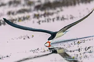 Skimmers: Black Skimmer, flying, Los Llanos, Colombia