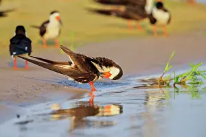 Skimmers: Black Skimmer grooming Pantanal area Mato Grosso