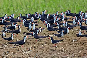 Skimmers: Black Skimmer group resting on the bank of the river