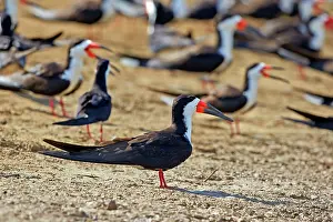 Skimmers: Black Skimmer group resting on the bank of the river